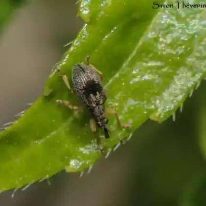 Foto von  (Kalcapion semivittatum)