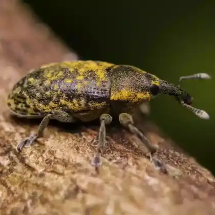 Foto von  (Larinus carlinae)