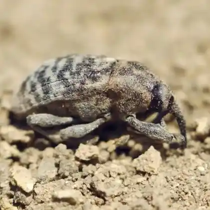 Foto von  (Larinus centaurii)