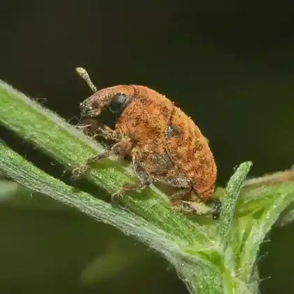 Foto von  (Larinus obtusus)
