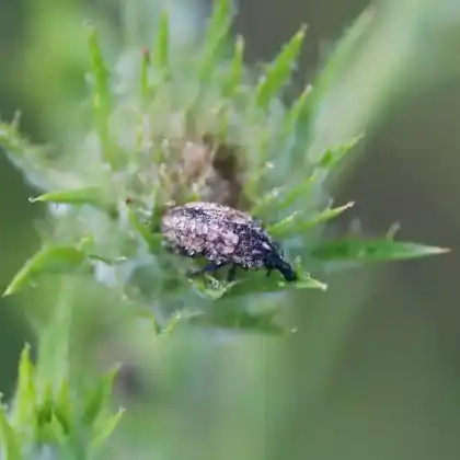 Foto von  (Larinus pollinis)