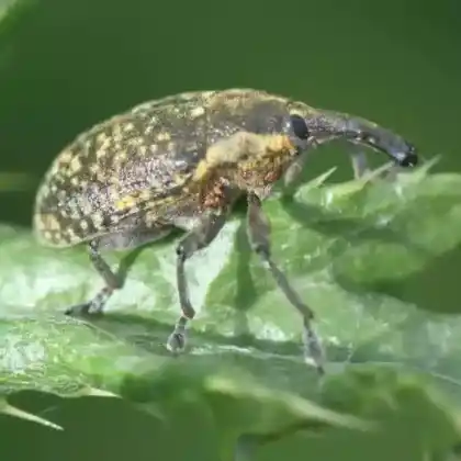 Foto von  (Larinus sturnus)