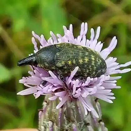 Foto von  (Larinus turbinatus)