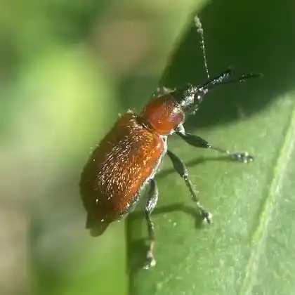 Foto von  (Lasiorhynchites coeruleocephalus)