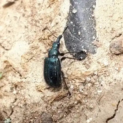Foto von  (Lasiorhynchites olivaceus)