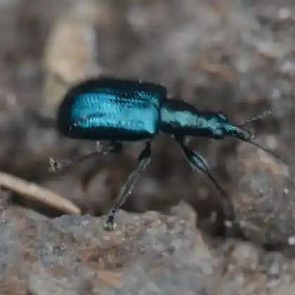 Foto von  (Lasiorhynchites sericeus)