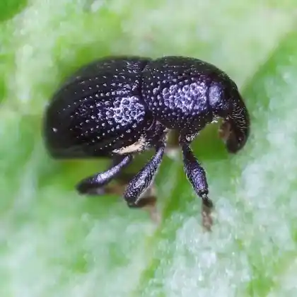 Foto von Hahnenfuß-Porenrüssler (Leiosoma deflexum)