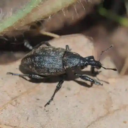 Foto von  (Lepyrus armatus)