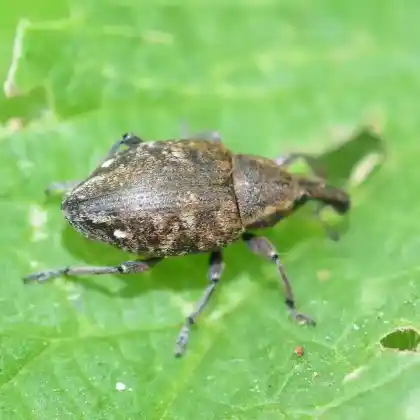 Foto von Kapuzinerrüssler (Lepyrus capucinus)