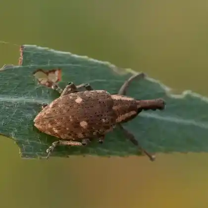 Foto von  (Lepyrus palustris)