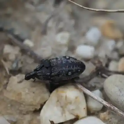 Foto von  (Leucophyes pedestris)