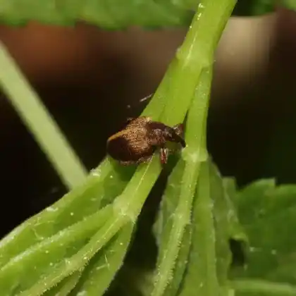 Foto von  (Lignyodes enucleator)