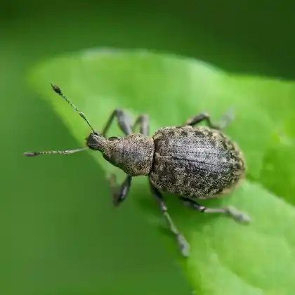 Foto von Variabler Plumprüssler (Liophloeus tessulatus)