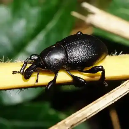 Foto von  (Liparus coronatus)