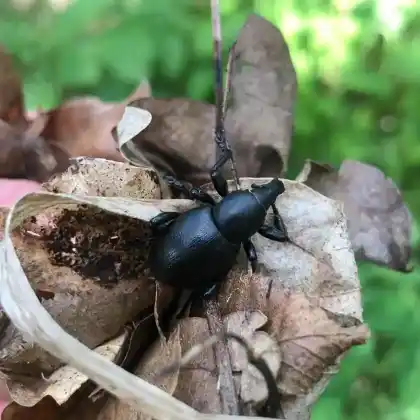Foto von  (Liparus dirus)