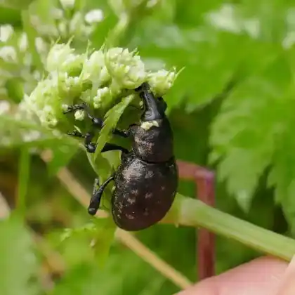 Foto von  (Liparus germanus)