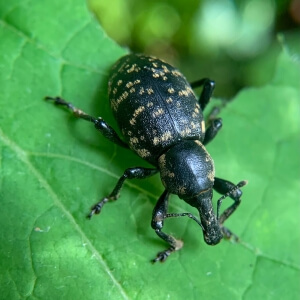Großer Pestwurzrüssler