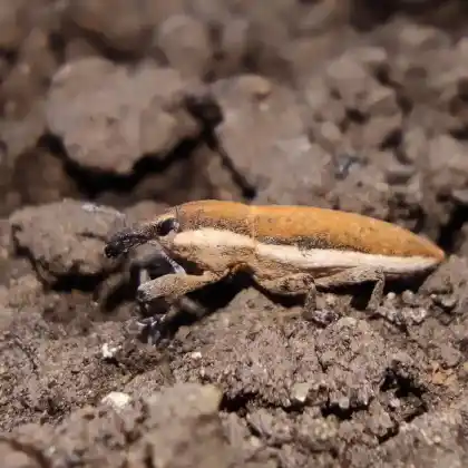 Foto von  (Lixus albomarginatus)