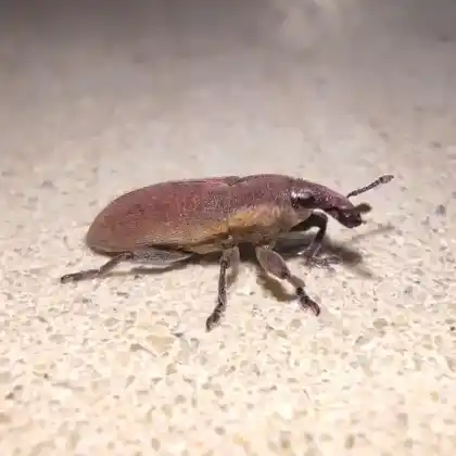Foto von  (Lixus angustus)
