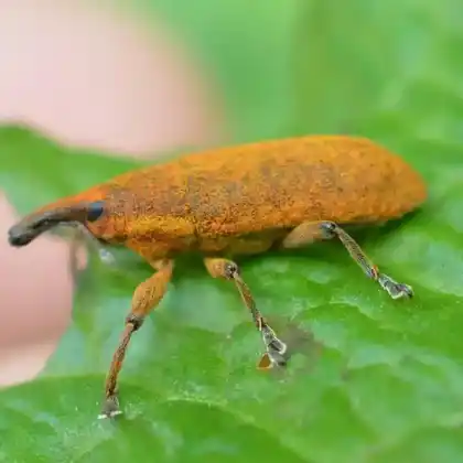 Foto von  (Lixus bardanae)