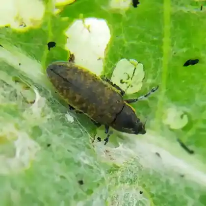 Foto von  (Lixus cardui)