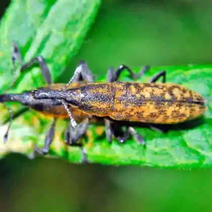Foto von Mamorierter Sumpfrüssler (Lixus fasciculatus)