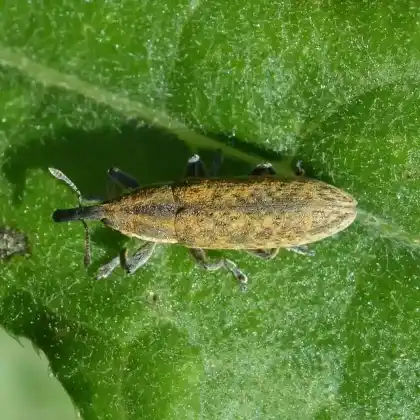 Foto von  (Lixus filiformis)