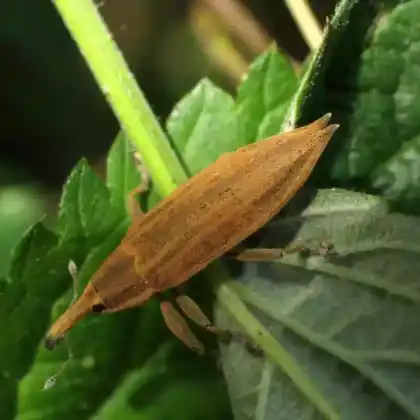 Foto von  (Lixus iridis)