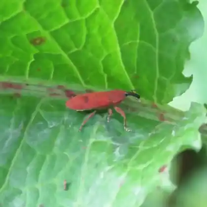 Foto von  (Lixus linearis)