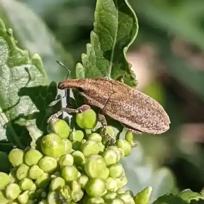 Foto von  (Lixus myagri)