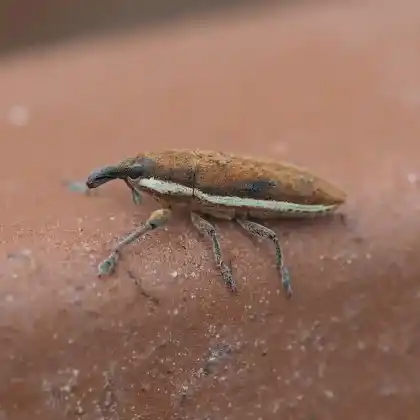 Foto von  (Lixus ochraceus)
