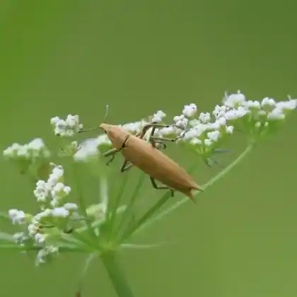 Foto von  (Lixus paraplecticus)