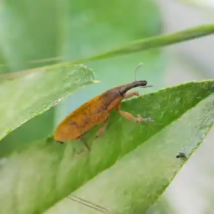 Foto von  (Lixus pulverulentus)