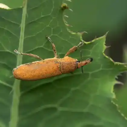 Foto von  (Lixus punctiventris)