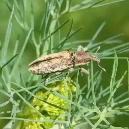 Foto von  (Lixus subtilis)