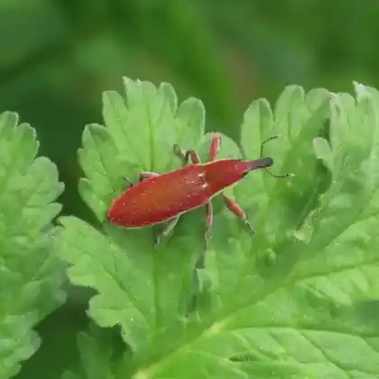 Foto von  (Lixus vilis)