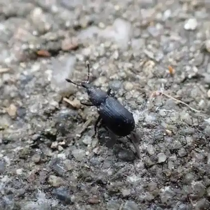 Foto von  (Magdalis armigera)