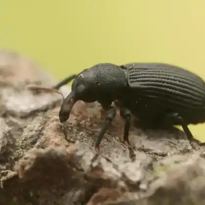 Foto von  (Magdalis flavicornis)