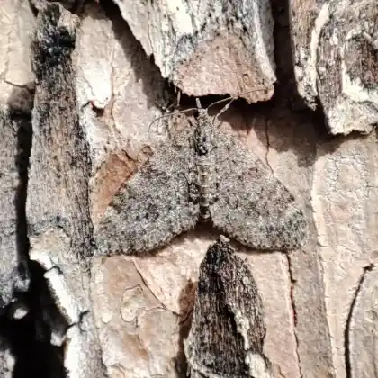 Foto von Christophskraut-Lappenspanner (Acasis appensata)