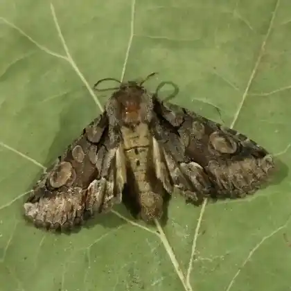 Foto von Feldholz-Weißdorneule (Allophyes oxyacanthae)