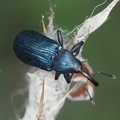 Foto von  (Magdalis frontalis)