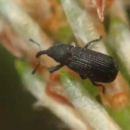 Foto von  (Magdalis memnonia)