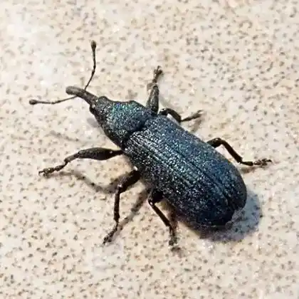 Foto von  (Magdalis phlegmatica)