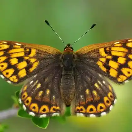 Foto von Perlbinde (Hamearis lucina)