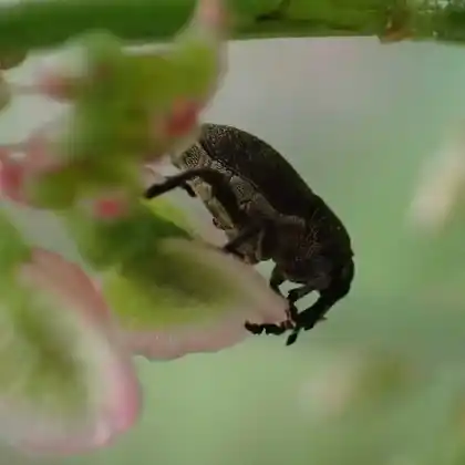 Foto von  (Marmaropus besseri)