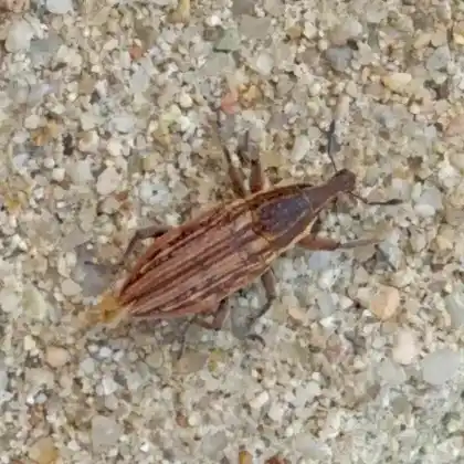Foto von  (Mecaspis alternans)