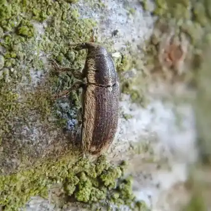Foto von  (Mecinus circulatus)