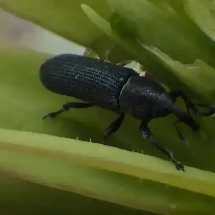 Foto von  (Mecinus janthinus)