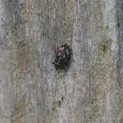 Foto von  (Mecinus labilis)
