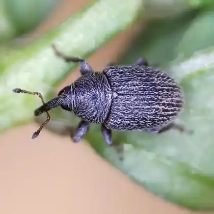 Foto von  (Mecinus pascuorum)